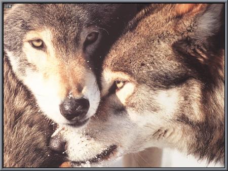Qui a dit que cette animal est terrifiant ???
