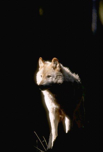 Apr�s le loup noir, voici le loup blanc !!!