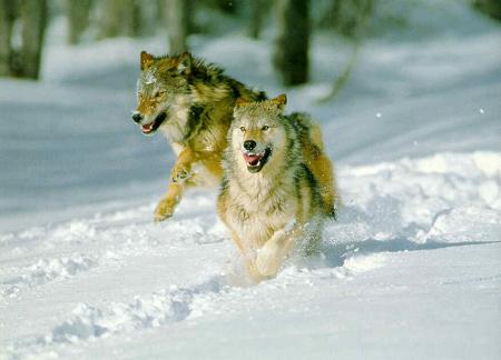 Ils arrivent !!!