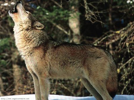 Le hurlement du loup !!!