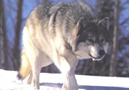 A pas de loups !!!