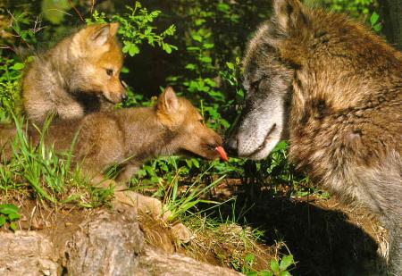 un peu de tendresse !!!