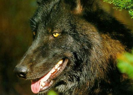 Un tr�s beau loup noir !!!