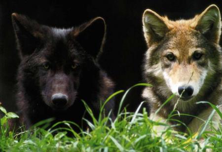 Deux fr�res en version loup !?!?!?