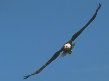 Ce bel oiseau imperial peut regarder l'�toile du matin en face !!!      Chuuuuuttttt, �coutez !!!!!!