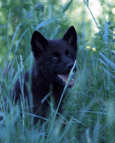 Un louveteau noir, je le trouve magnifique.