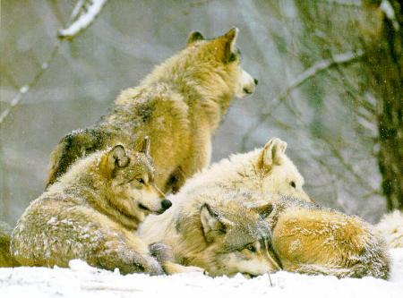 La clan des loups !!!