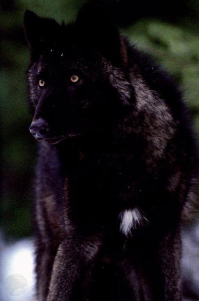 Encore un loup noir !!!
