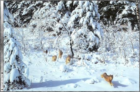 La chasse est ouverte ???