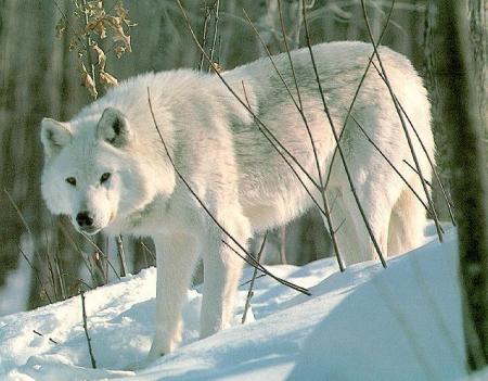 Le loup blanc !!!