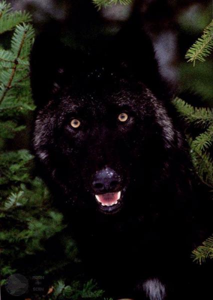 coucou c'est moi le loup !!!