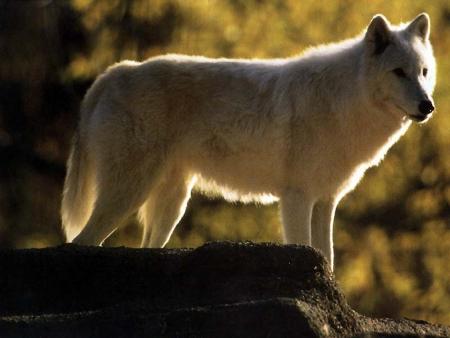 Perch� sur mon rocher je domine le monde !!!