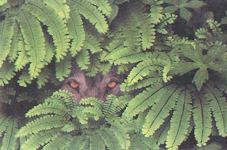 C'est qui qui se cache ???